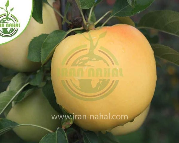 خرید نهال سیب لبنانی زرد (Yellow Lebanese apple seedlings)