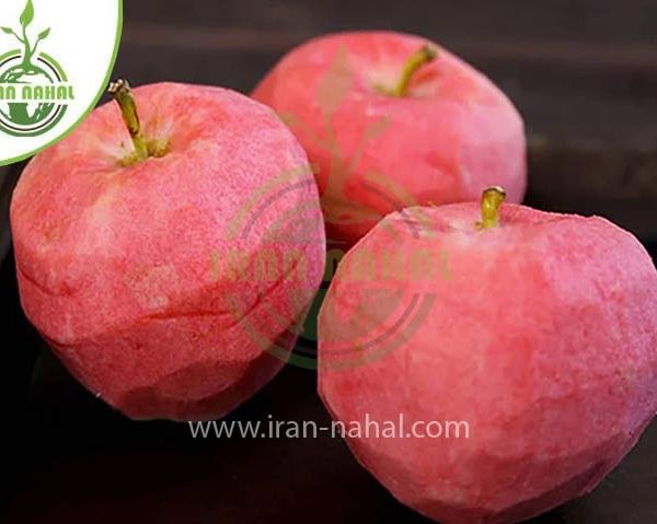 خرید سیب توسرخ (Red apple seedling)