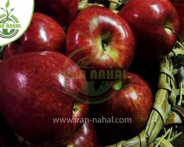 خرید نهال سیب زنور (Zenor apple seedling)