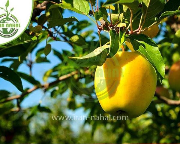 خرید نهال سیب گلدن دلیشز (Golden Delicious apple seedling)