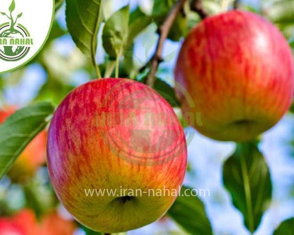 خرید نهال سیب گلشاهی (Gulshahi apple seedling)