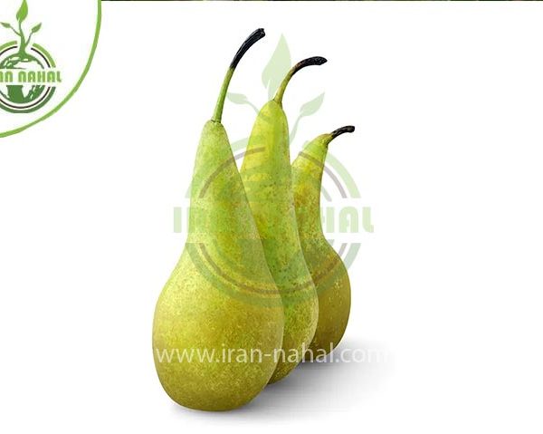 خرید نهال گلابی دم کج (Crooked pear seedling)