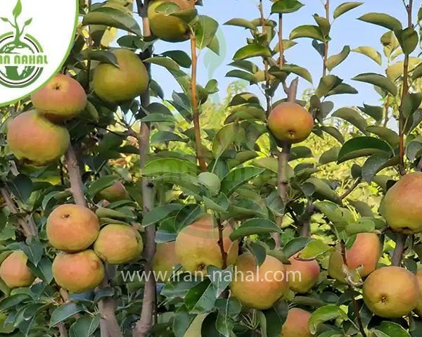 خرید آنلاین نهال گلابی درگزی (Darghazi pear seedling)