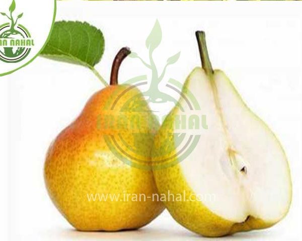 خرید نهال گلابی کرشا (Kersha pear seedling)