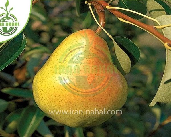 خرید نهال گلابی مشو (Moshu pear seedlings)