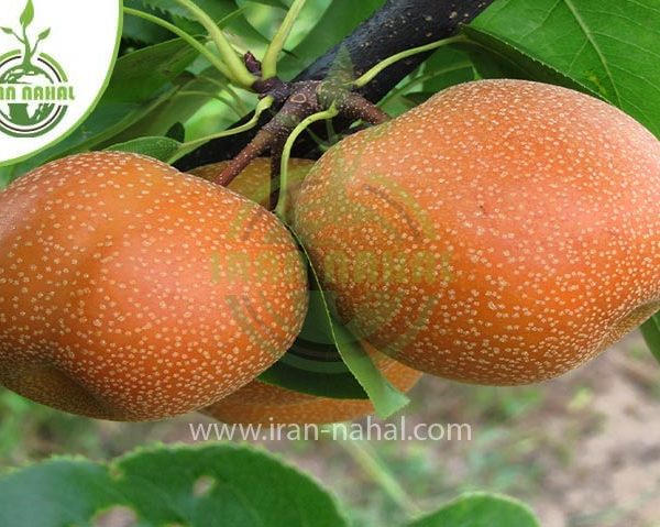 خرید نهال گلابی پرتقالی (Orange pear seedlings)