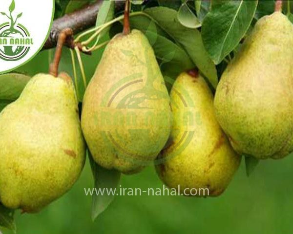 خرید نهال گلابی سیف تبریزی (Saif Tabrizi pear seedling)