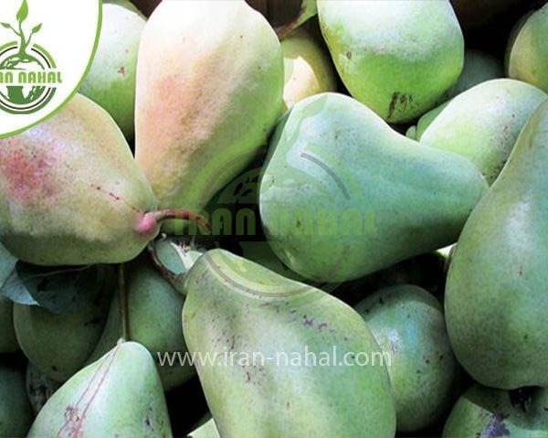 خرید نهال گلابی سردرودی (Sardroudi pear seedlings)