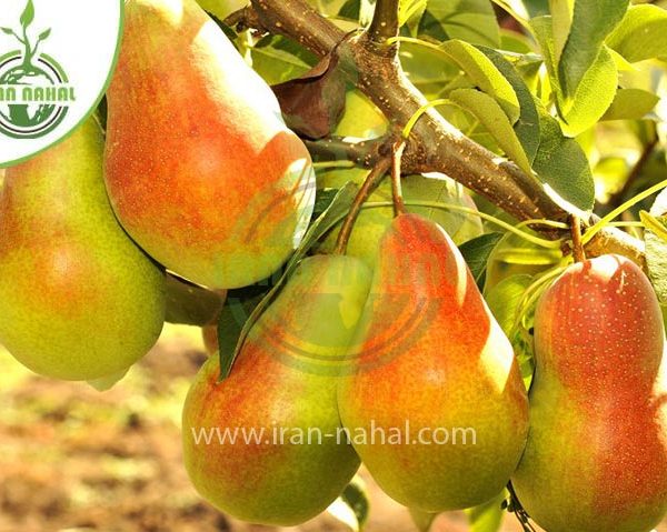 خرید نهال گلابی تاشکندی (Tashkent pear seedlings)