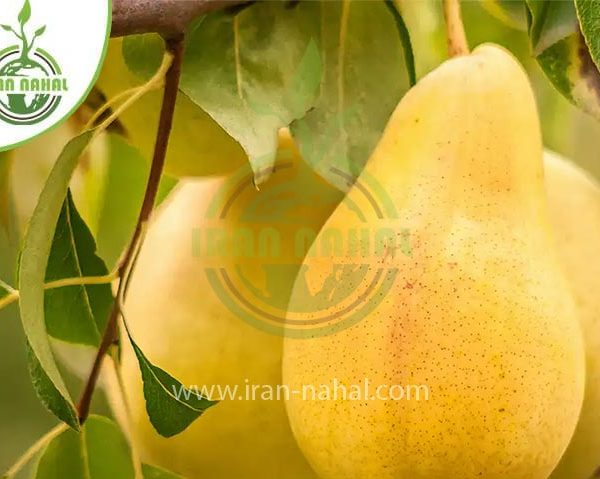 خرید نهال گلابی شاه میوه (Seedlings of king fruit pears)