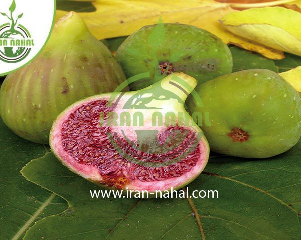 خرید نهال انجیر آدریاتیک (Adriatic fig seedling)