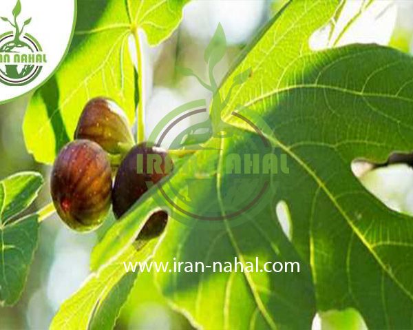 خرید نهال انجیر المی (Elmi fig seedling)