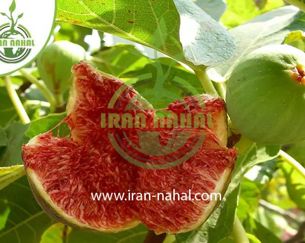 خرید نهال انجیر استهبان (Esthaban fig seedling)