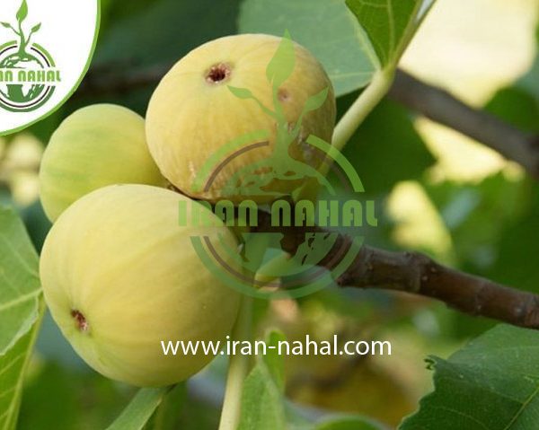 خرید نهال انجیر عسلی (Honey fig seedling)