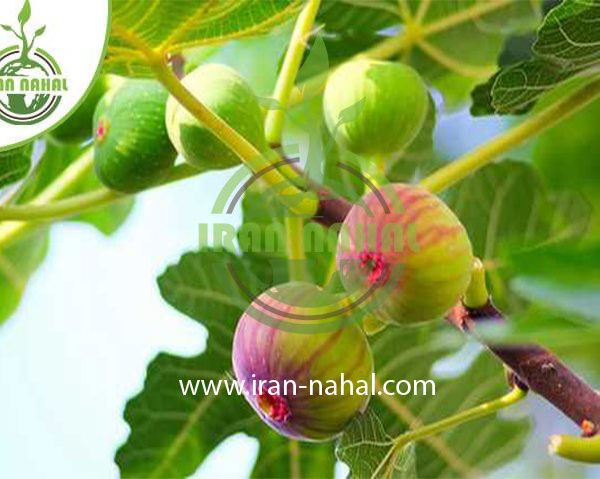 خرید نهال انجیر لاجروای هندی (Indian wild fig seedling)