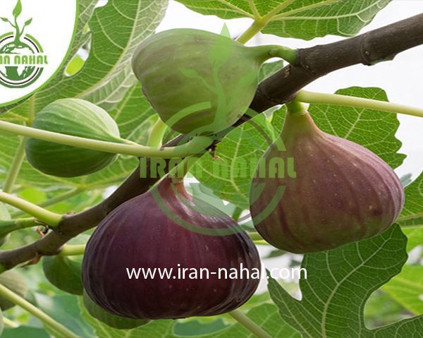 خرید نهال انجیر کوداتا (Kodata fig seedling)