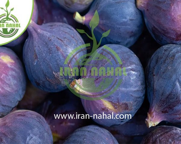 خرید نهال انجیر بنفش مخملی (Purple velvet fig seedling)