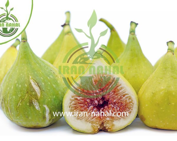 خرید نهال انجیر گلابی سفید (White pear fig seedling)