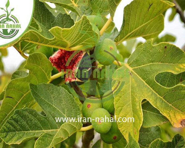 خرید نهال انجیر یزدی (Yazdi fig seedling)