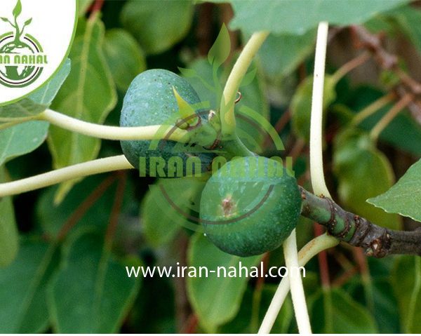 خرید نهال انجیر سبز (Green fig seedling)