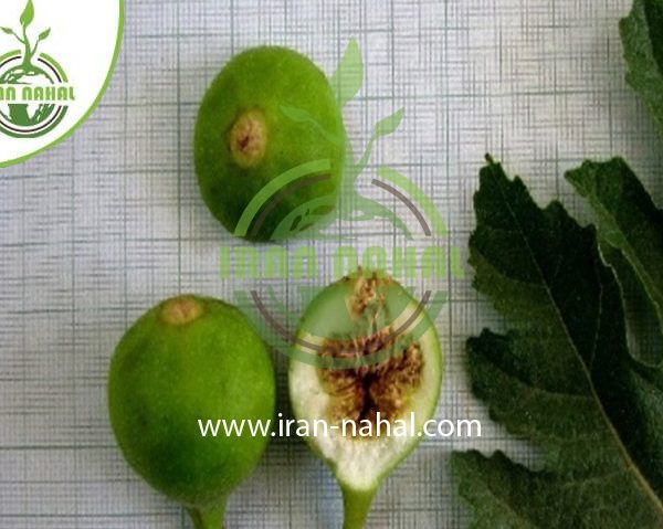 خرید نهال انجیر برپوز دمبالی (fig seedling in Dombali)