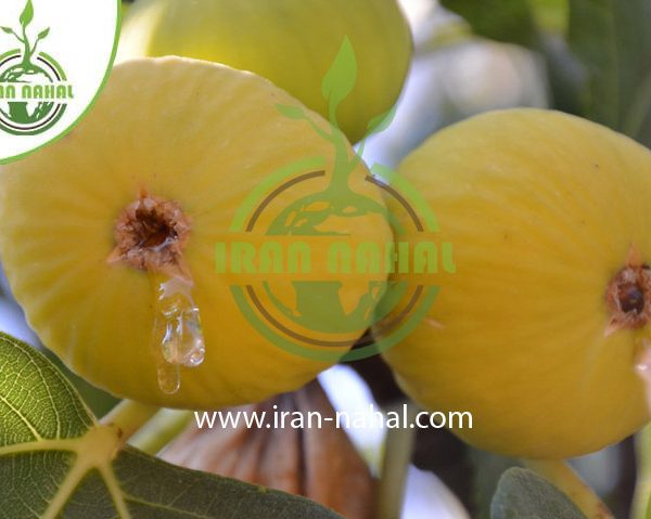 خرید نهال انجیر ترکیه (Turkish fig seedlings)