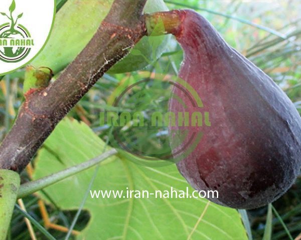 خرید نهال انجیر کلسته (Koleste fig seedling)