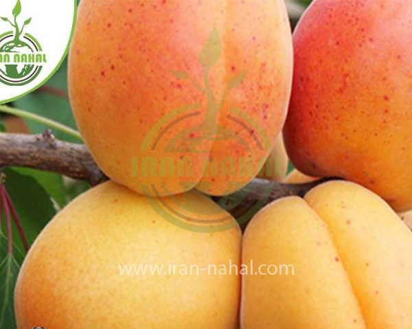 خرید نهال زردآلو عسگراباد (Apricot seedlings of Asgarabad)