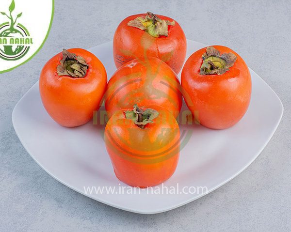 خرید نهال خرمالو ارموند (Ermond persimmon seedling)