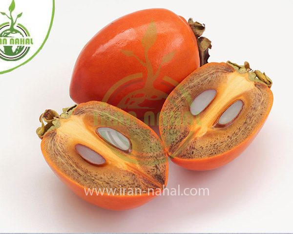 خرید نهال خرمالو ایورکا (Iorka persimmon seedling)