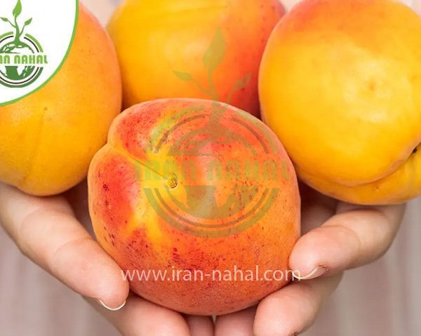 خرید نهال زرد آلو نصیری (Nasiri apricot seedling)