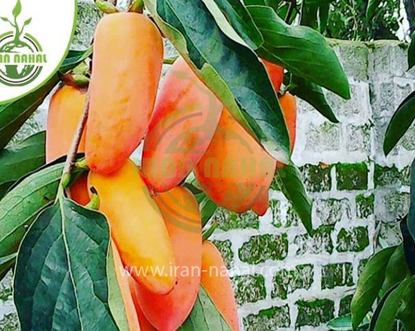 خرید نهال خرمالو انبه ای (Persimmon and mango seedlings)