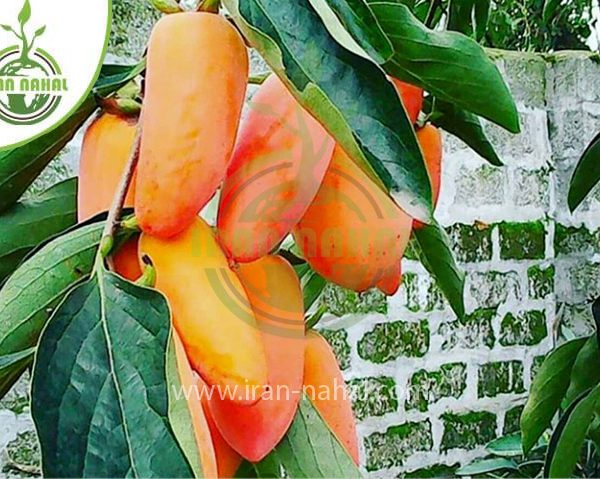 خرید نهال خرمالو ایورکا (Banana persimmon seedling)