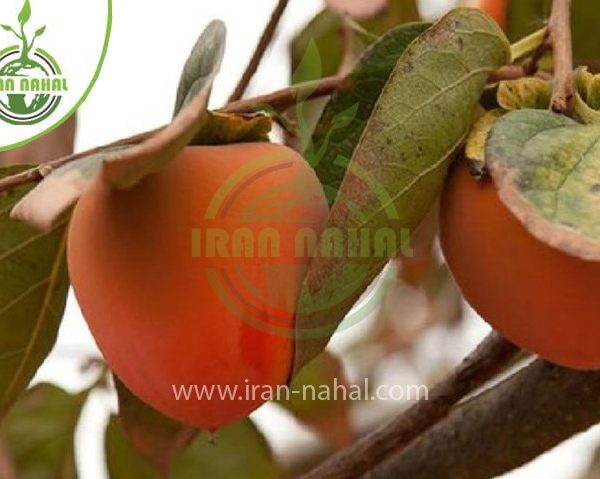 خرید نهال خرمالو سیبی (Apple persimmon seedling)