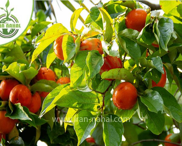 خرید نهال خرمالو پایه کوتاه (Persimmon seedling short base)