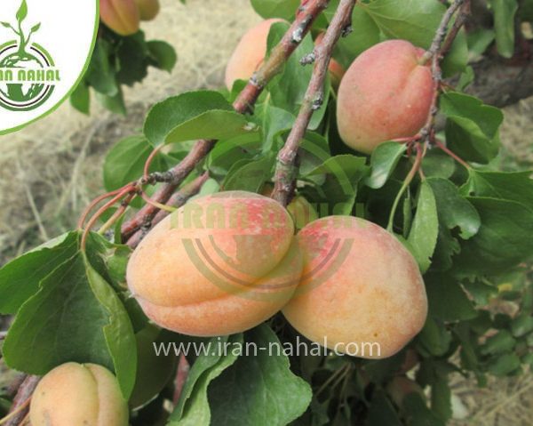 خرید نهال زرد آلو نصیری (Nasiri apricot seedling)