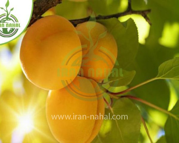 خرید نهال زردآلو اردواباد (Ordubad apricot seedling)