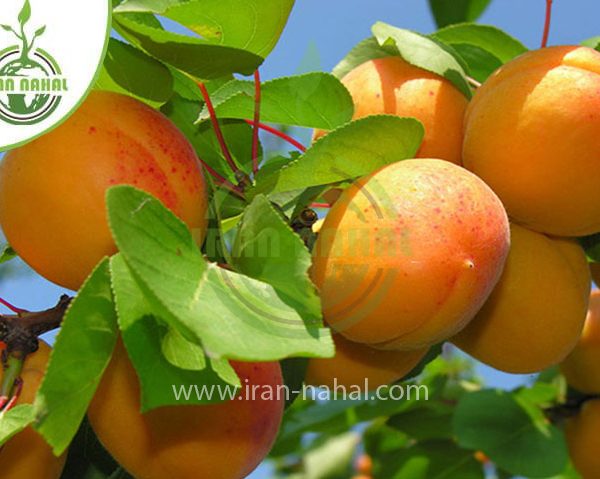 خرید نهال زردآلو جهانگیری (Jahangiri apricot seedling)