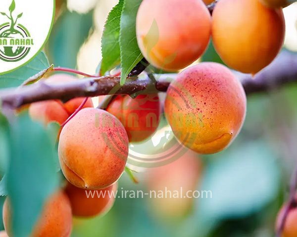 خرید نهال زردآلو رکسانا (Roxana apricot seedling)