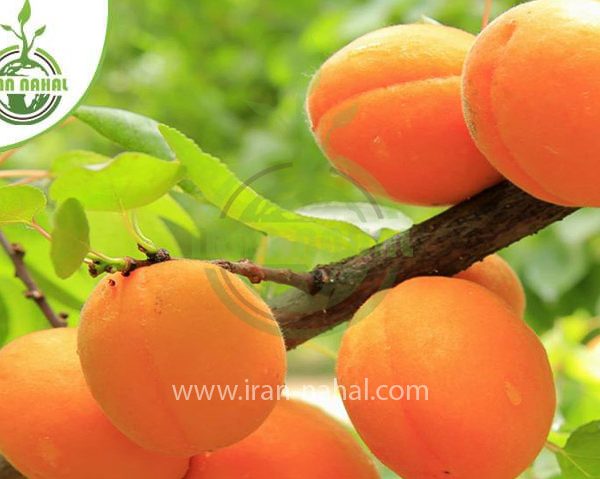 خرید نهال زردآلو پرتقالی (Orange apricot seedling)