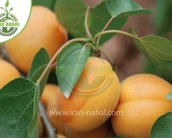 خرید نهال زردآلو تیلتون (Apricot seedling Tilton)