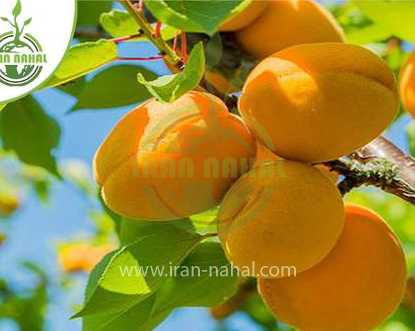 خرید نهال زردآلو انبه ای (Mango apricot seedling)