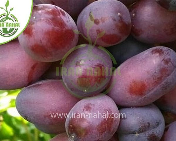 خرید نهال انگور جوین  (Seedlings of grape vines)