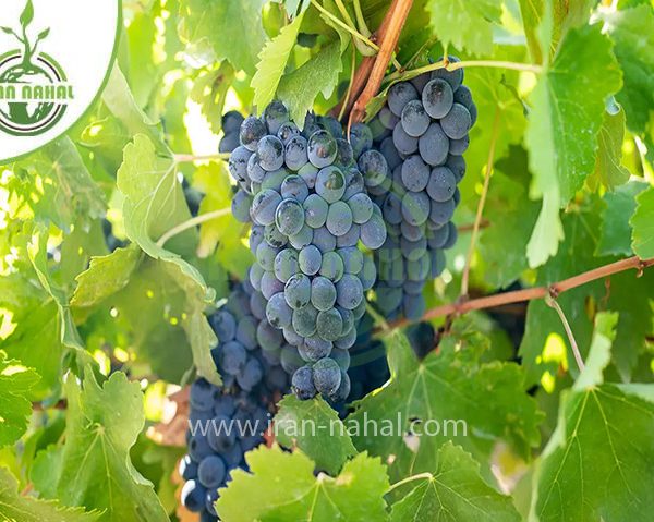 خرید نهال انگور سیاه سردشت (Sardasht black grape seedling)